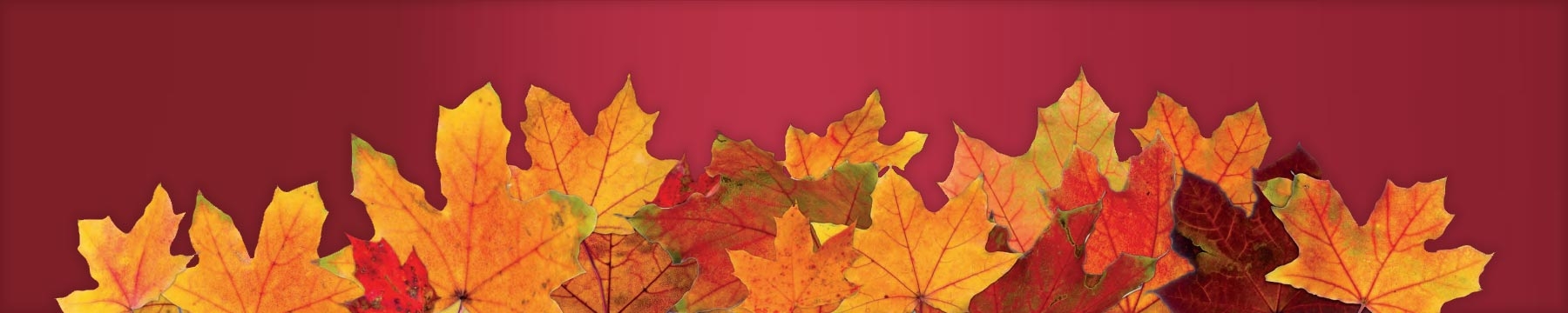 Autumnal leaves