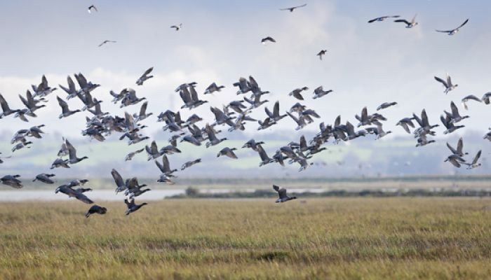 Blue House Farm Nature Reserve, Essex