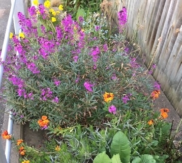 Flowers at Shelford station in April