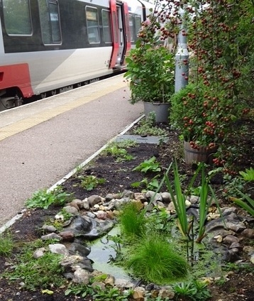 Pond at Dullingham station