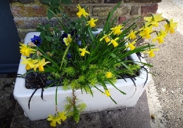 Flowers at Dullingham station