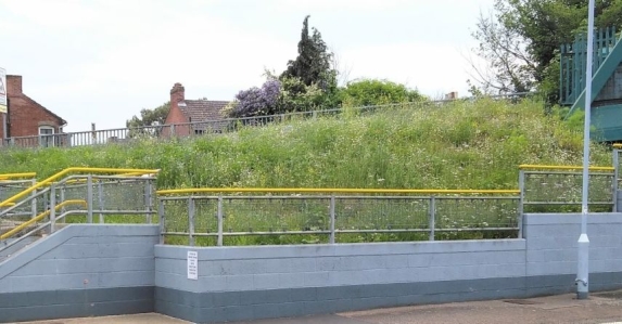 Flowers growing in previosly unused land