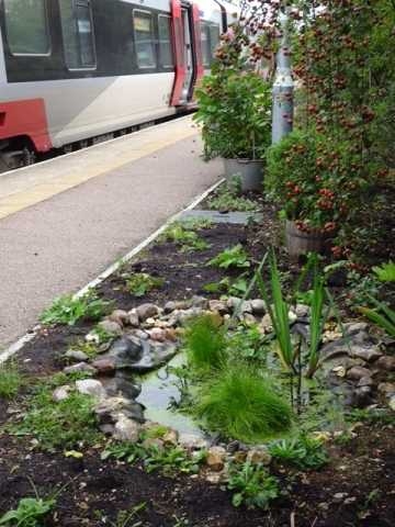 Dullingham platform pond