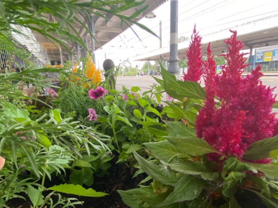 Planter with red, purple and yellow flowers