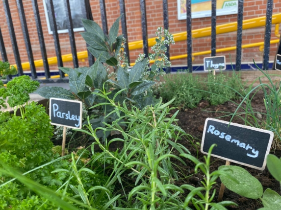 comunity herb garden with parsley, rosemary and thyme