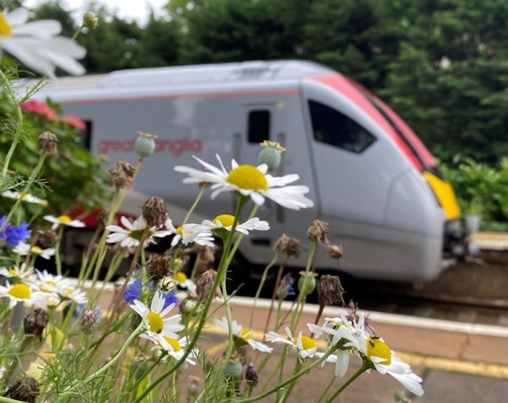 Greater Anglia new train and daisies at Brundall Garden station