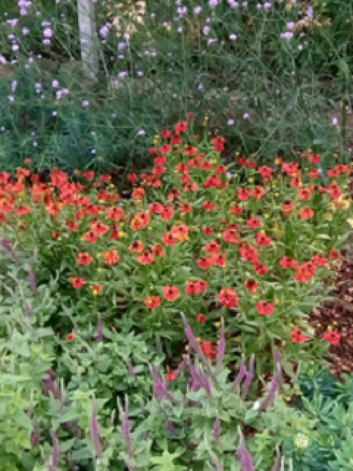 Flowers at Westerfield Station in Autumn 2019