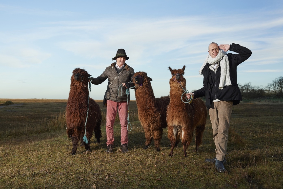 Alpacas